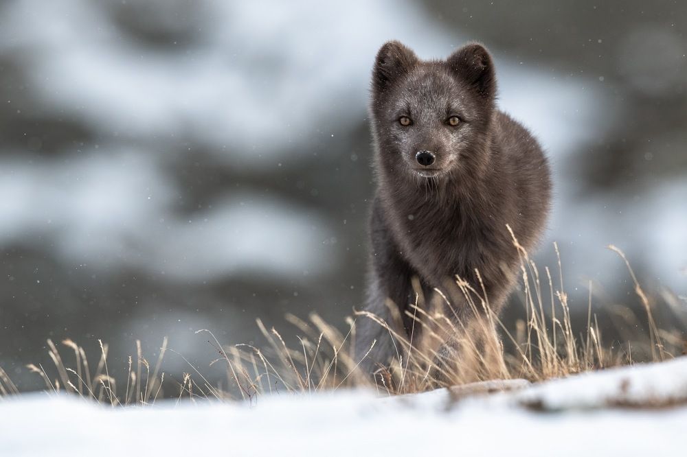 Arctic Fox in snow