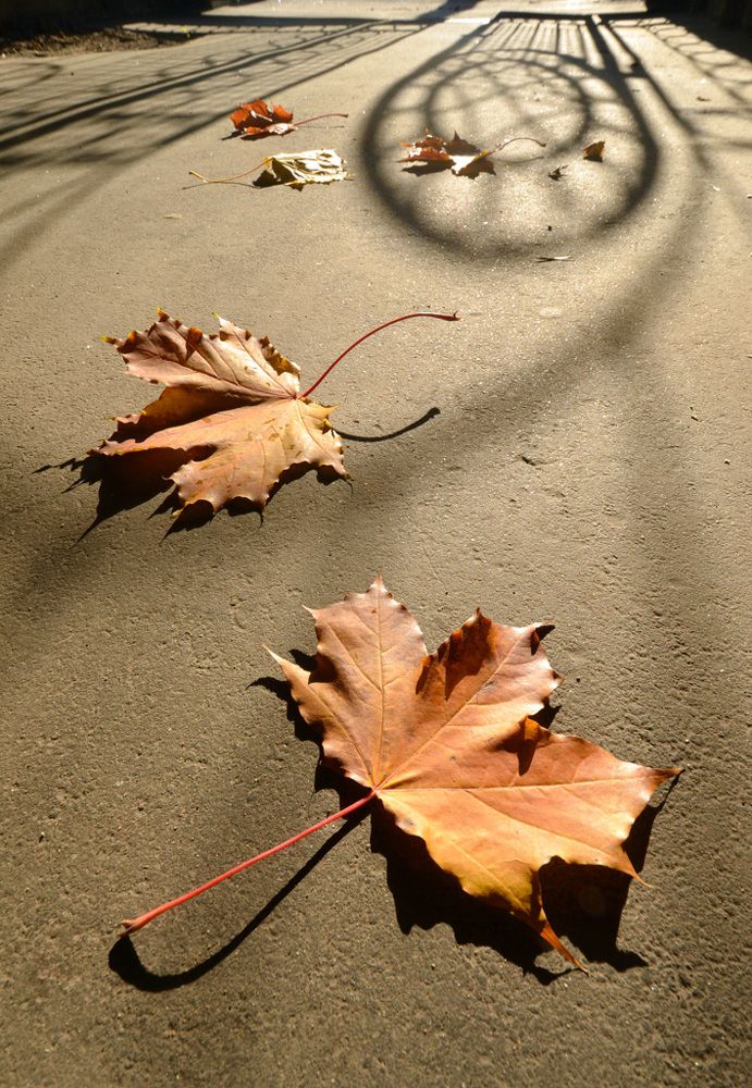 Тени, решетки, дворы...