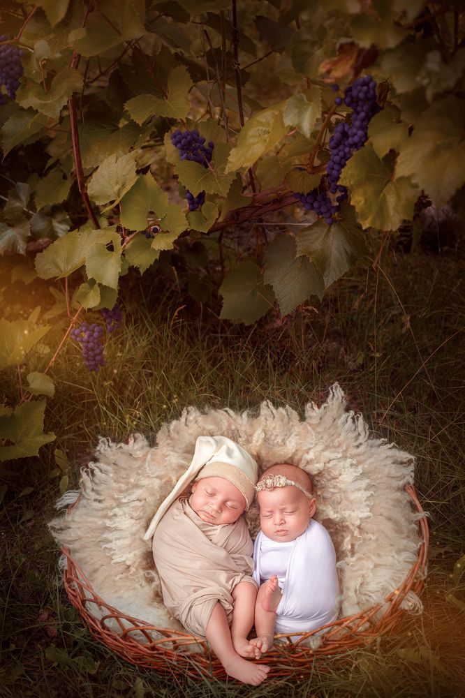 Близнецы у виноградника.