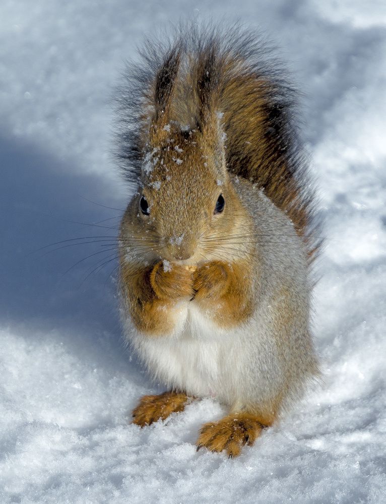 Белочка зимой