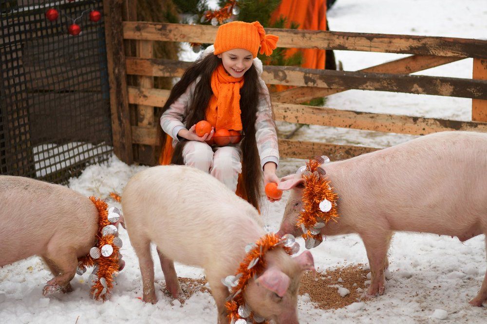 Свинки-мандаринки