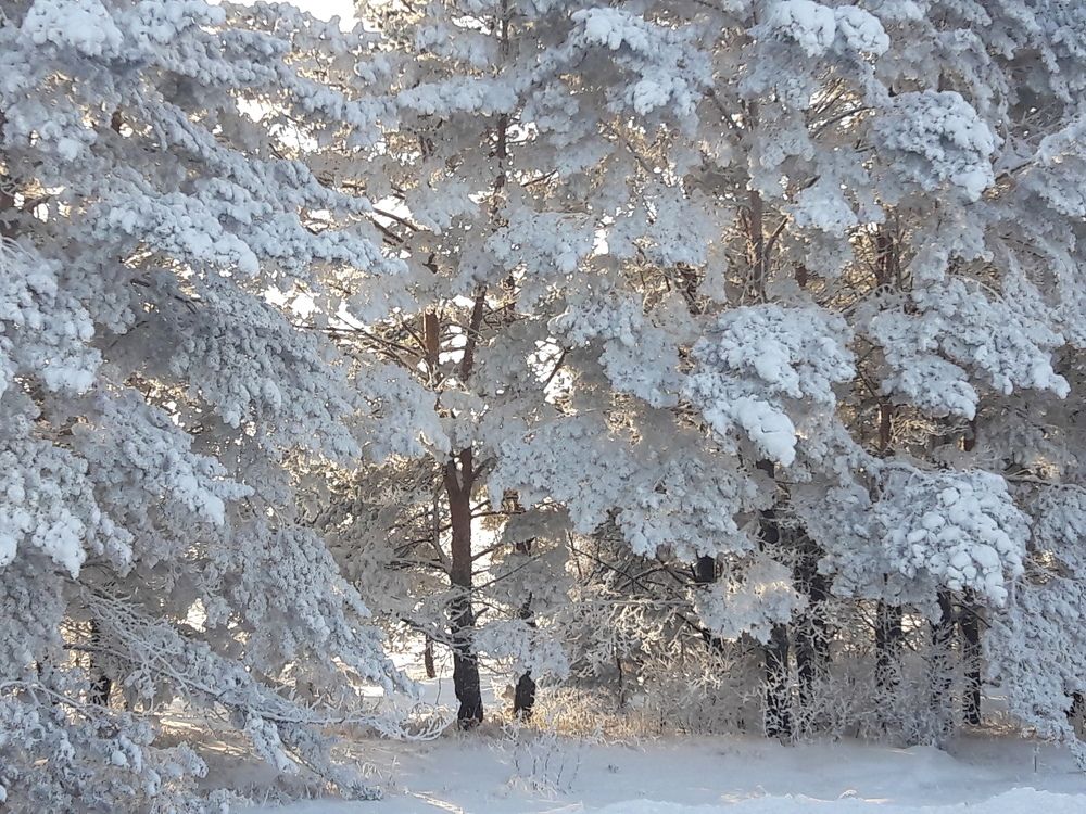 Снежное сияние