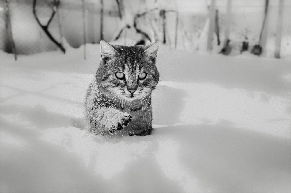 Tomcat in the snow