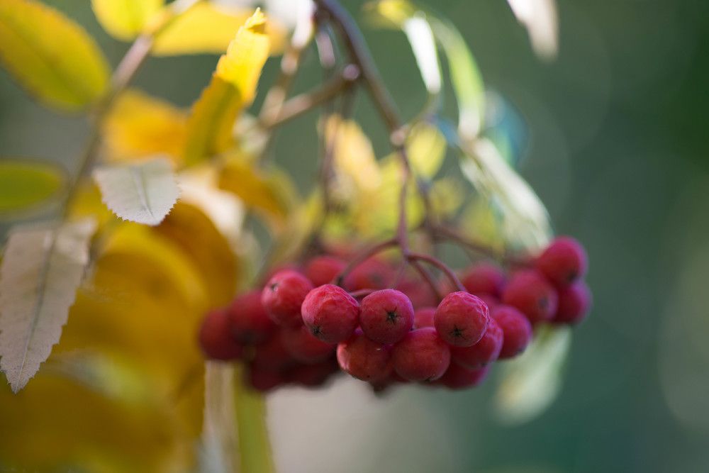 Фотография автора Медведев Сергей