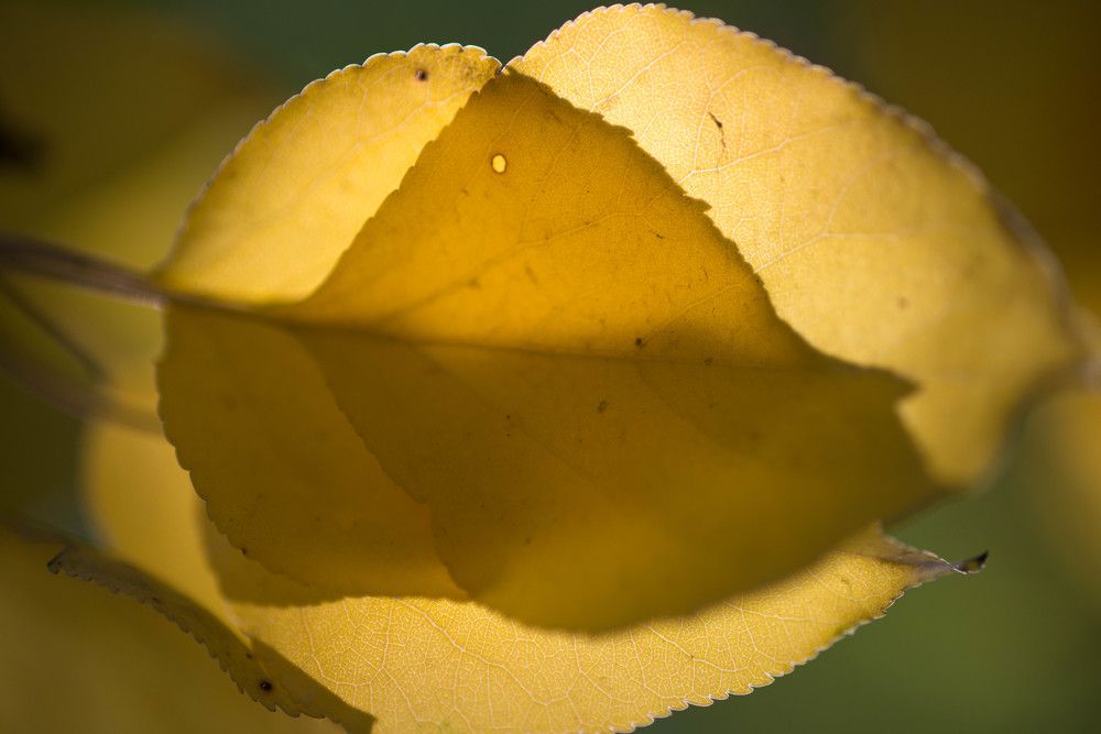 Фотография автора Медведев Сергей