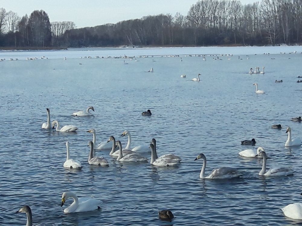 Зимовка лебедей