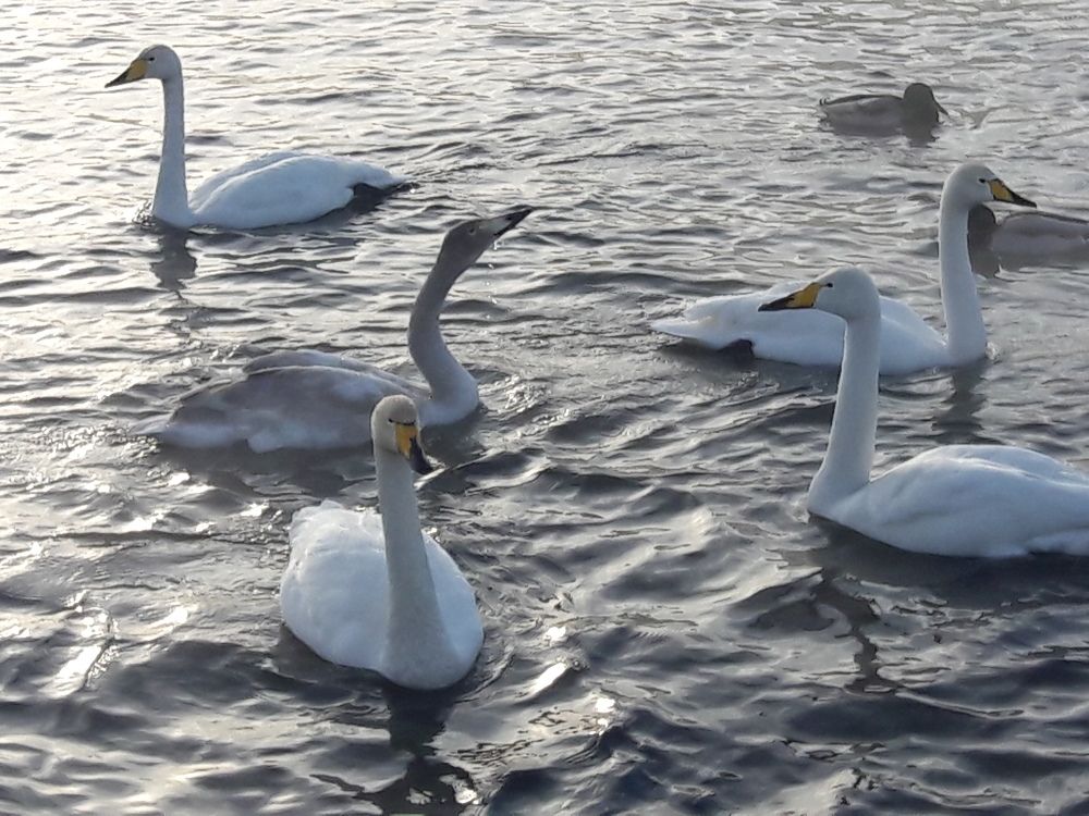 Лебеди на Алтае