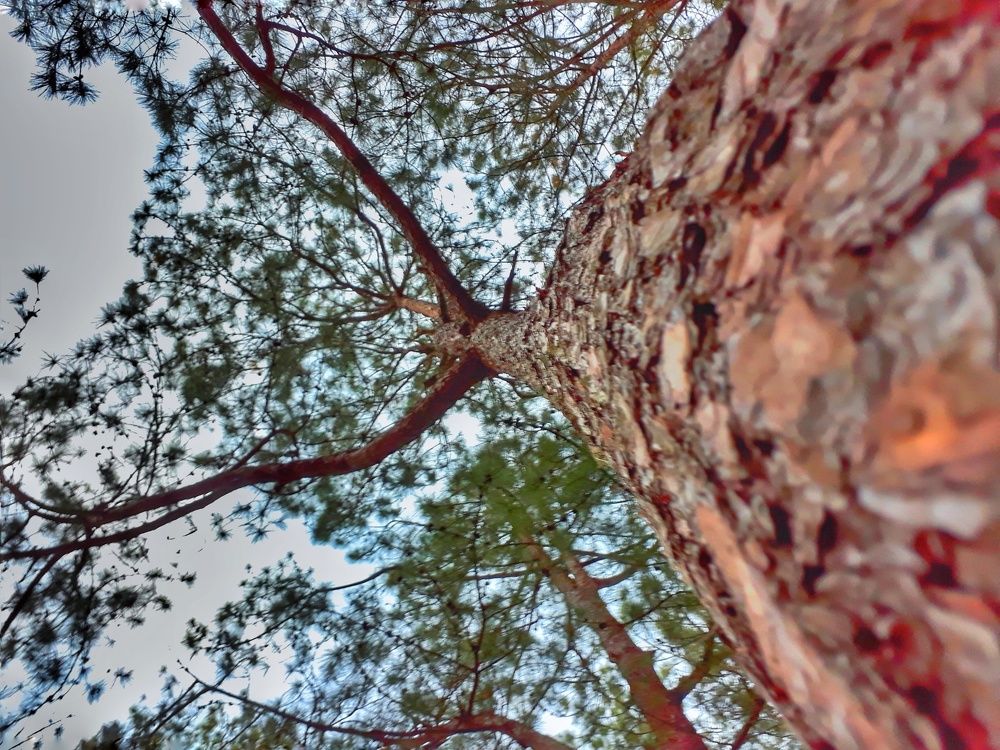 Ant's eye view