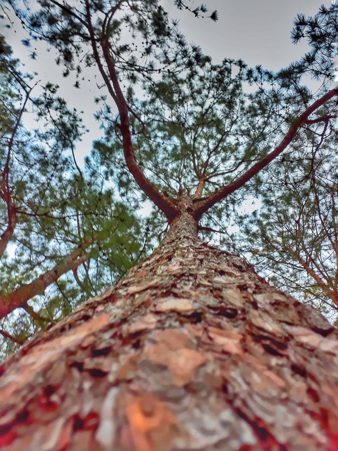 Ant's eye view