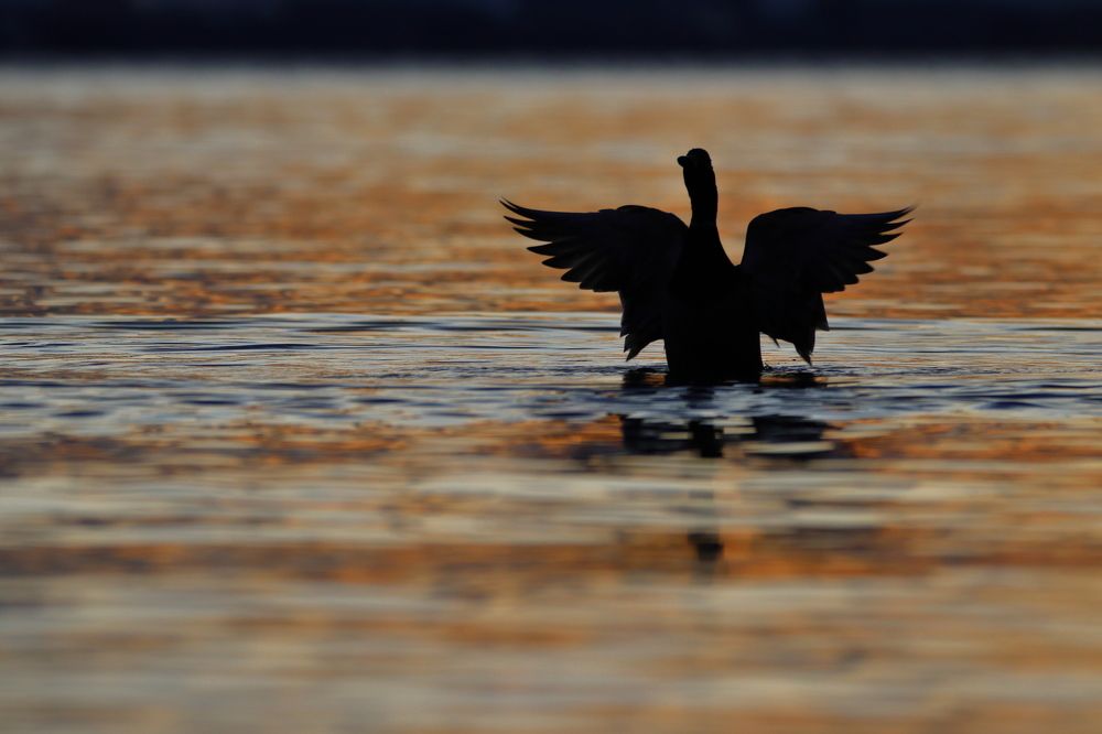 EARLY MORNING MALLARD