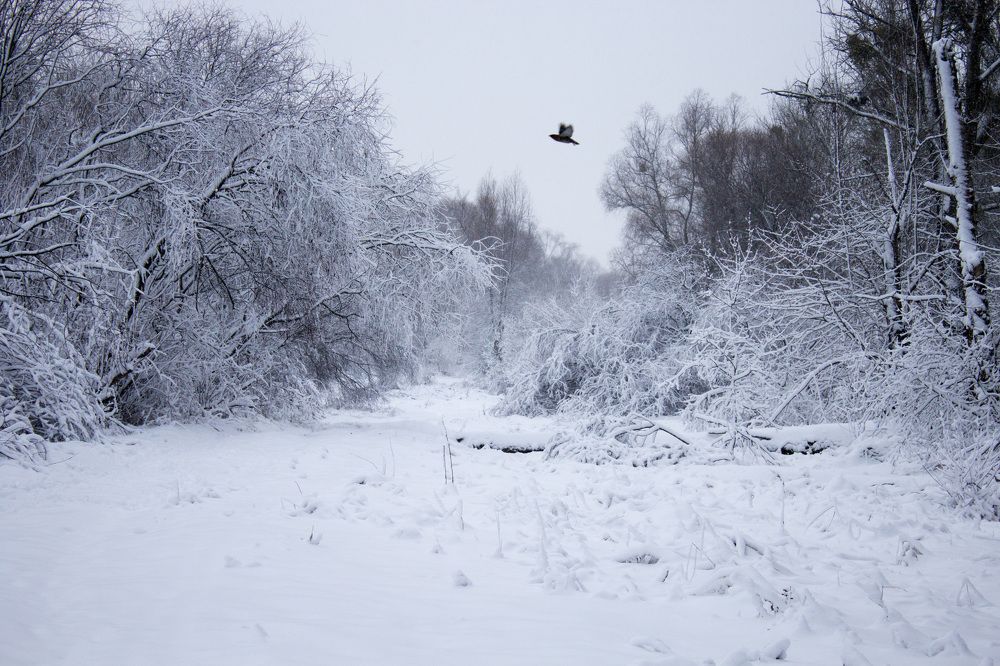 Photograph by Юлия Дейкун