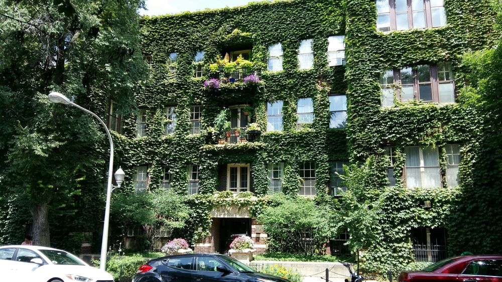 Мохнатый дом