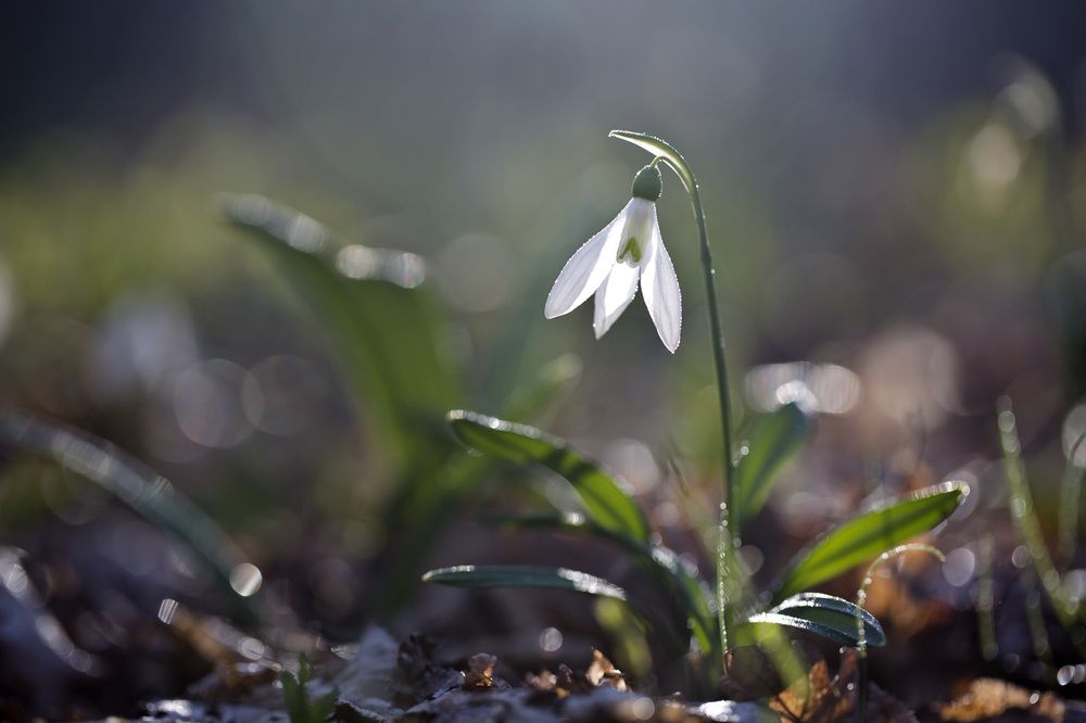 Подснежник