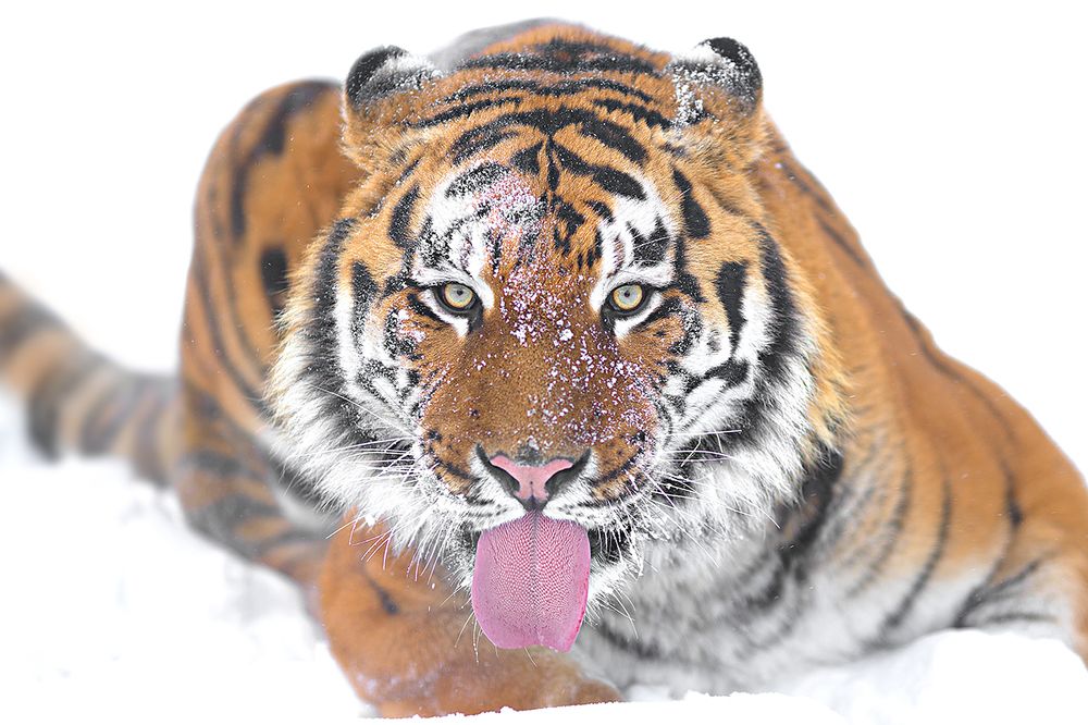 Пародия на Альберта Энштейна.