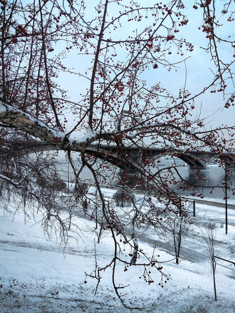 Зимний монохром.