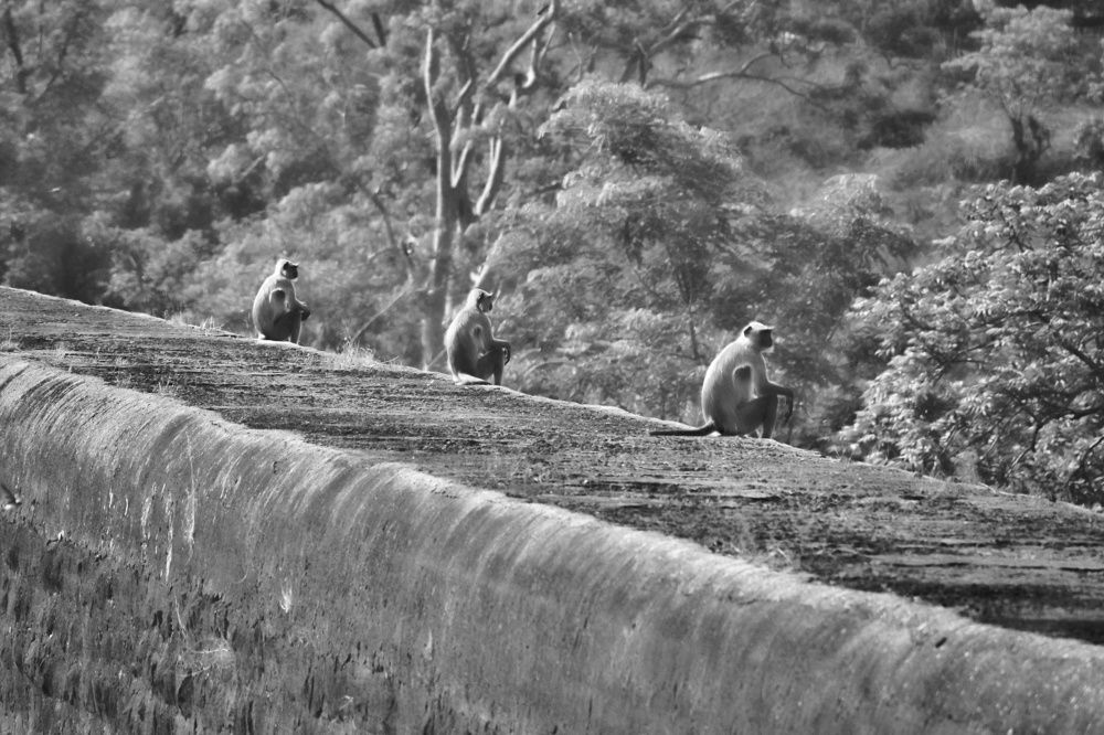 the three musketeers