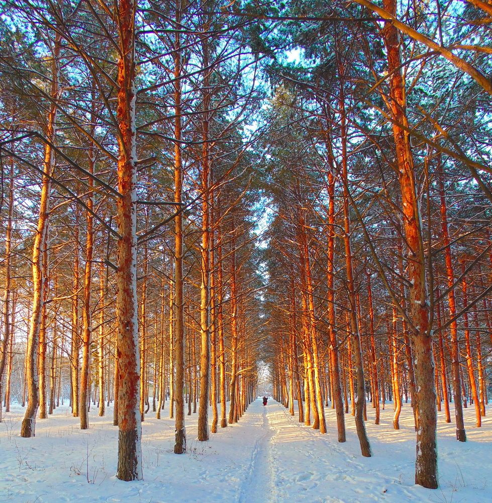 Янтарная бор. (Amber forest).