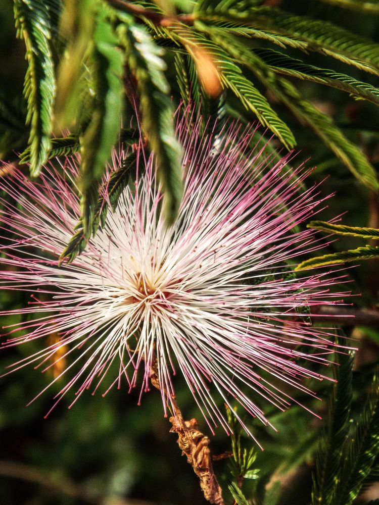 Soft pink plant.