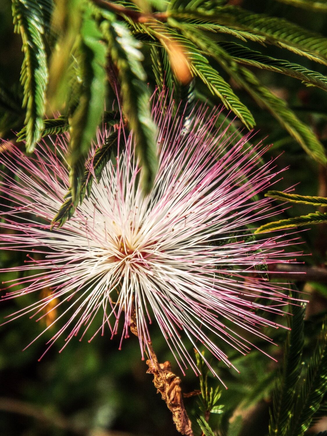Soft pink plant.