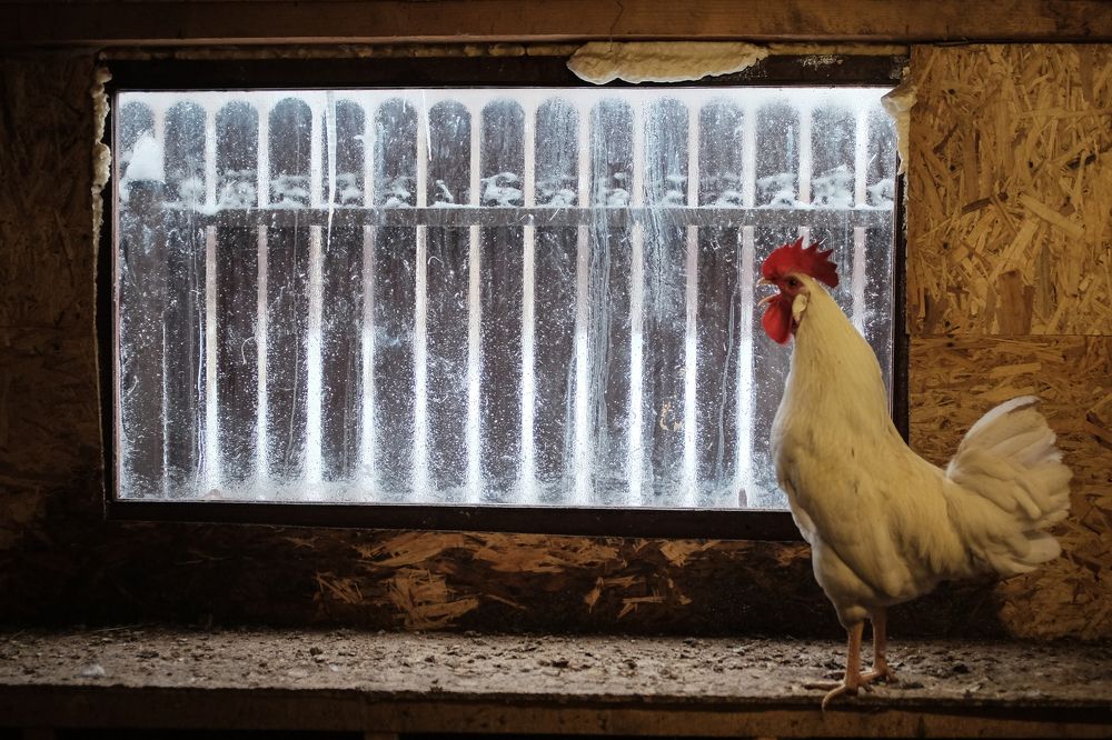 Последнее утро