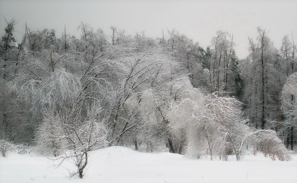 Зимний лес.