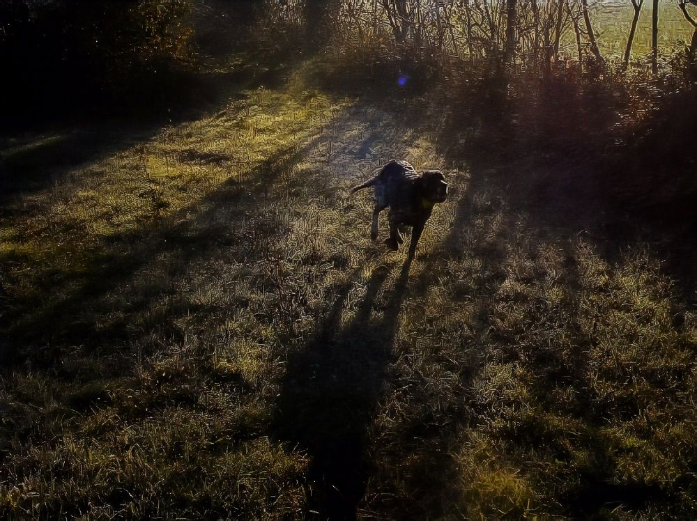 The shadows of hunting