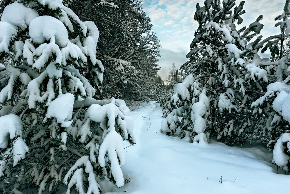 Стёжки-дорожки зимние / Snow tracks