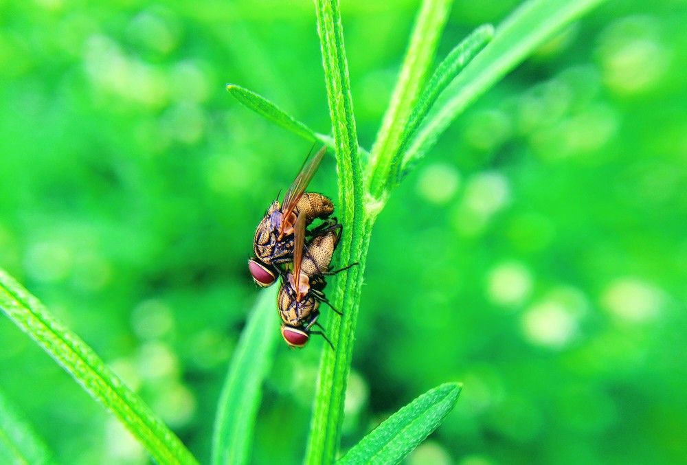 Monsoon season insects love.