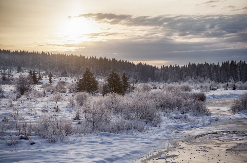 Зимнее утро