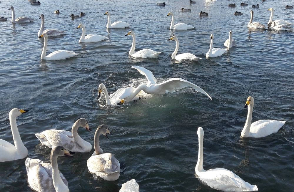 Птичий разбор