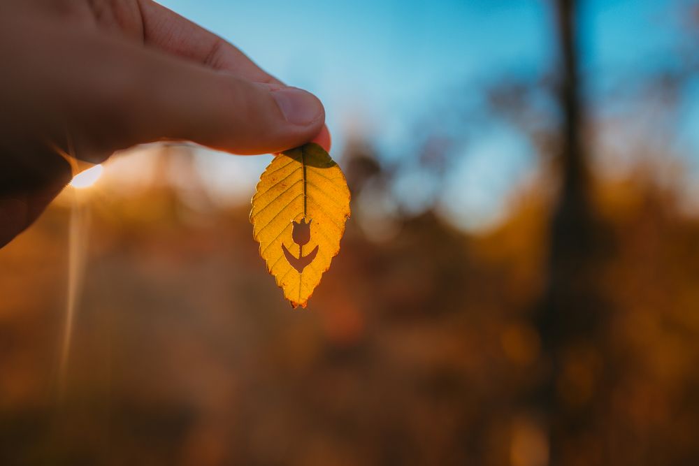 Фотография автора Дарья Шевченко