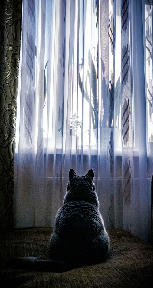 Кот в мечтах