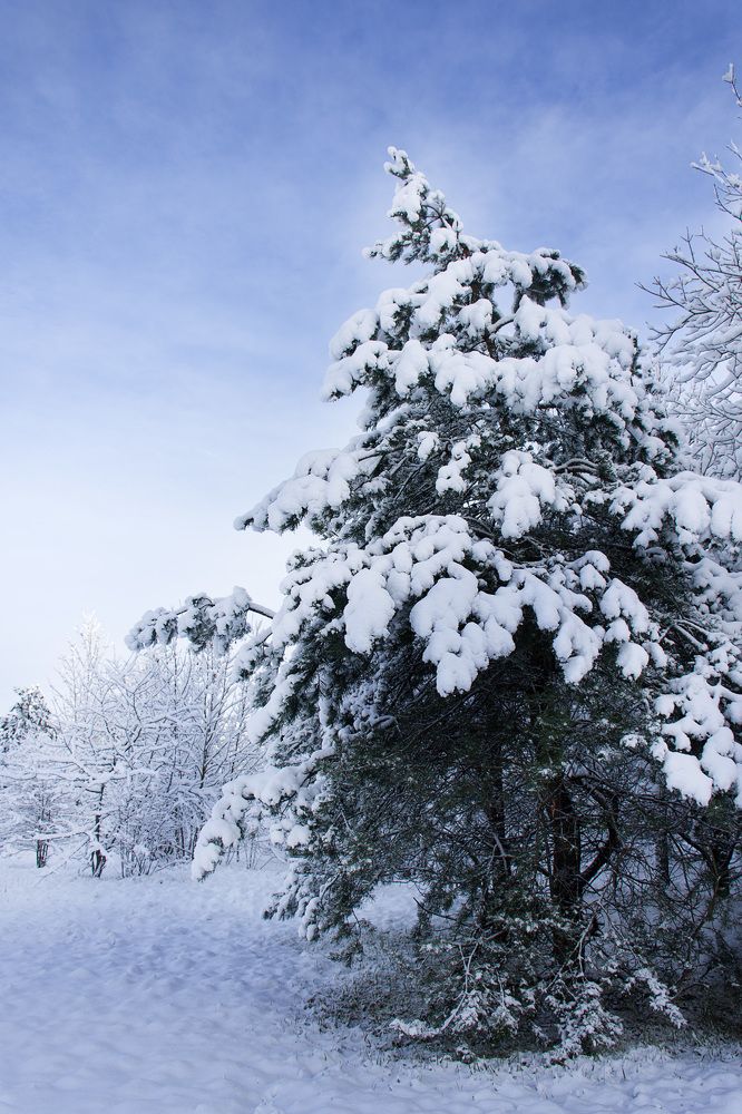 Photograph by Елена Стещенко