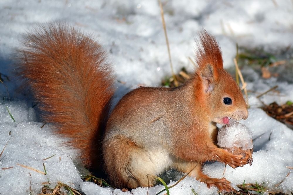 Ореховое мороженое
