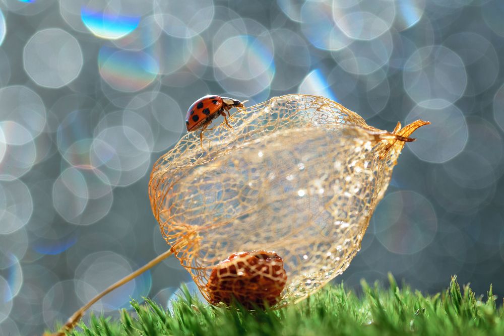 Photograph by Анна Дегтярёва