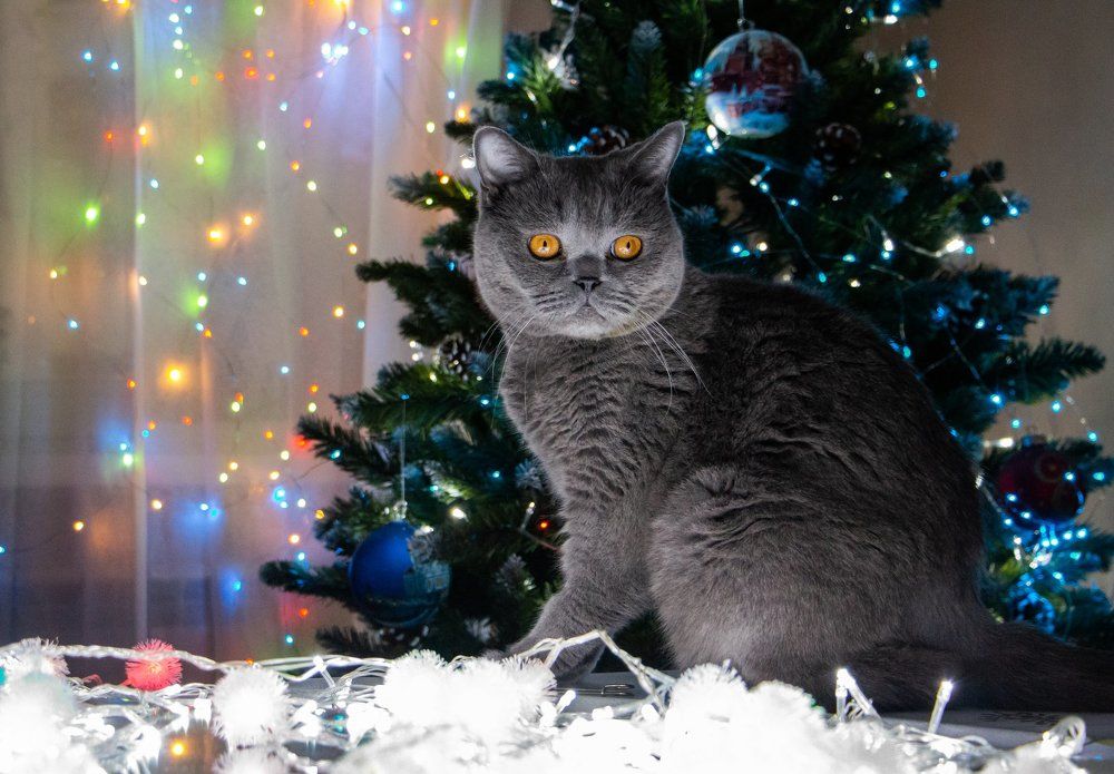 Котоновогод