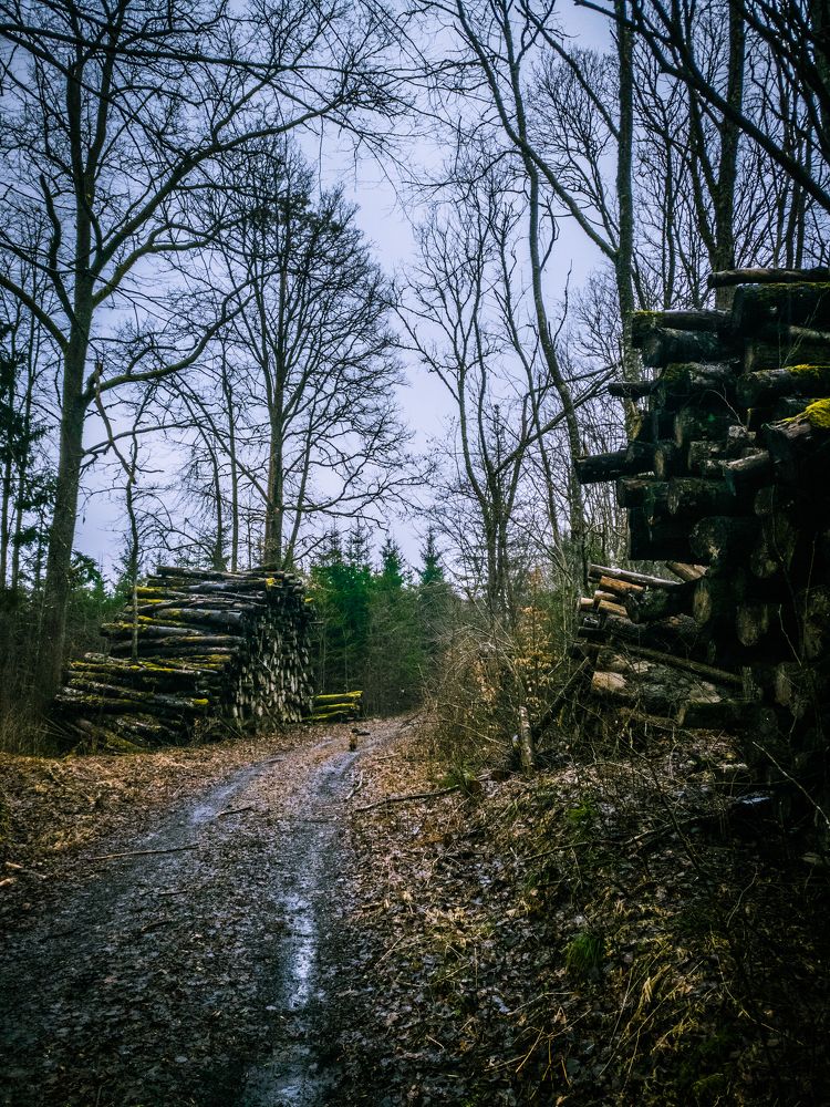 Дорога в лесу