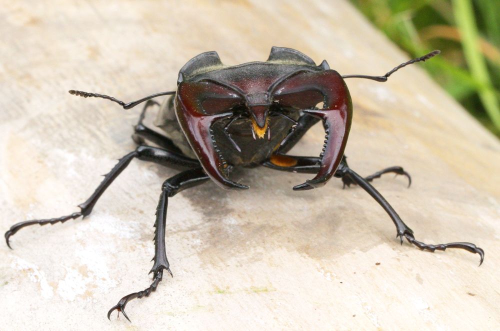 Очень суровый взгляд