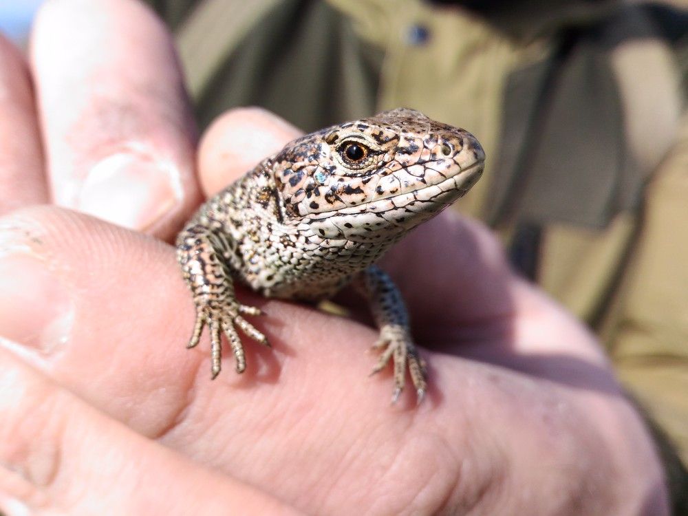 Крупный план