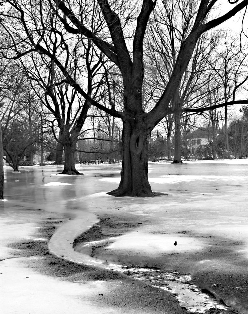 Черно-белая зима (1)