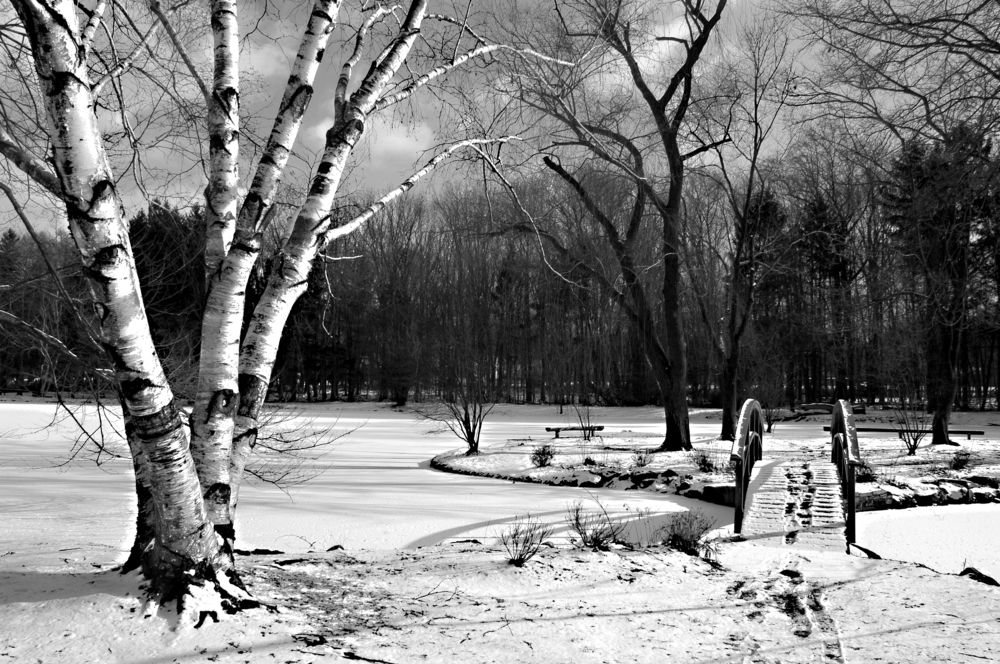 Черно-белая зима (2)