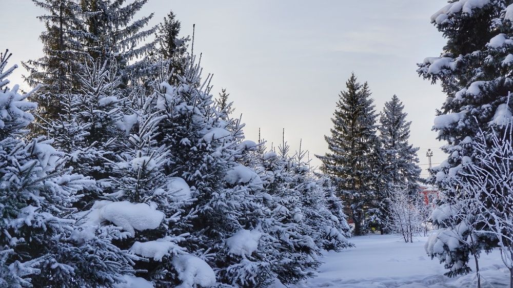 Фотография автора Елена Фролова