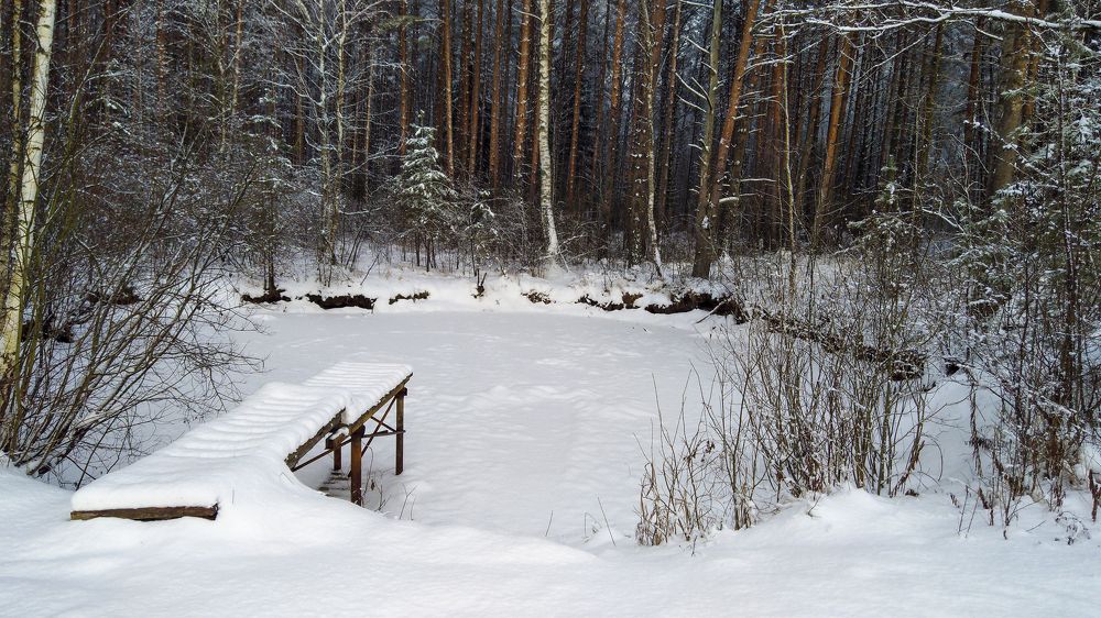 Лесной пруд