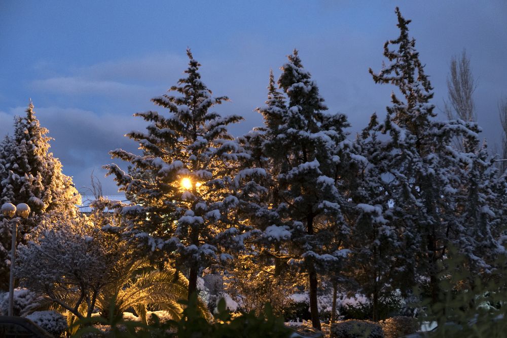 Snow covered trees in the night