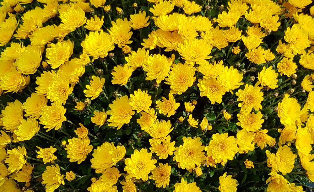 Цветы для всех женщин!!!