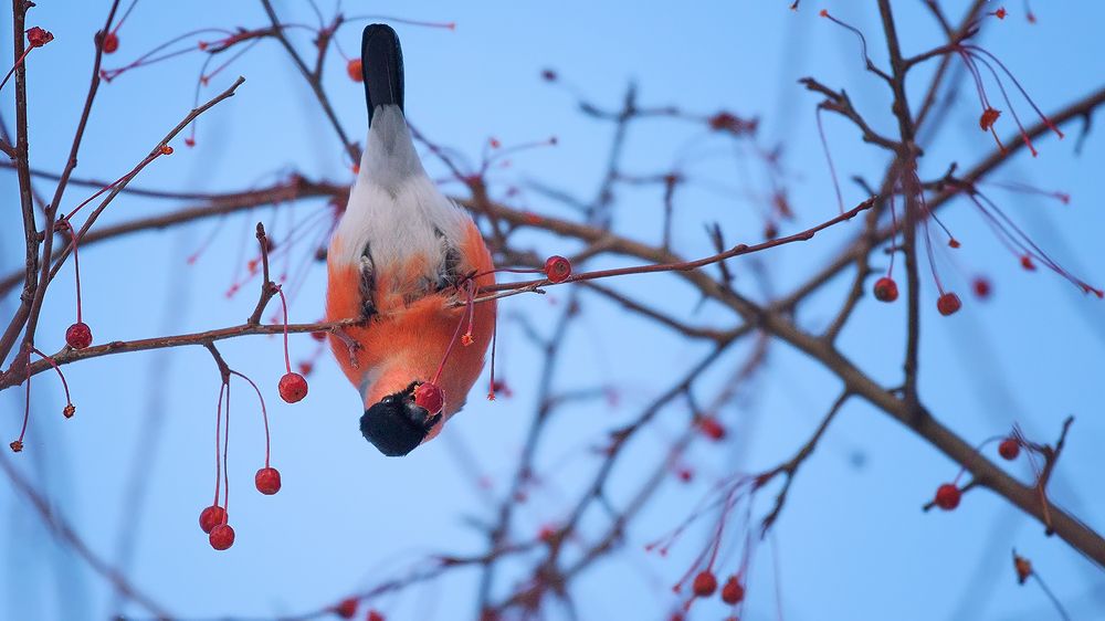 Хопа ! Зырь как умею ! )