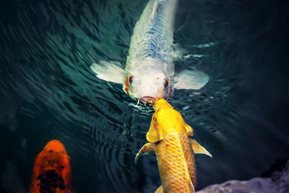 My Fish in the Sea