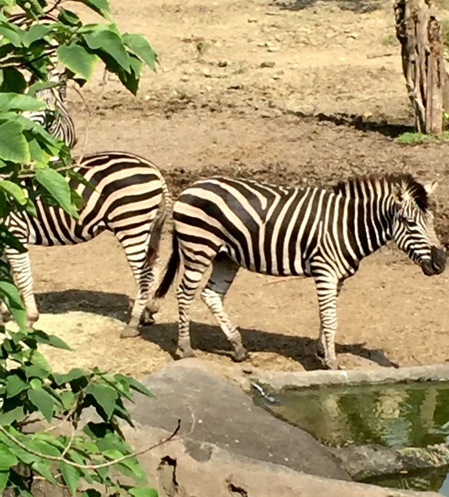 Photograph by Анар Амирова