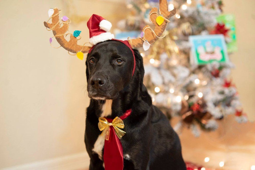 Christmas Reindeer