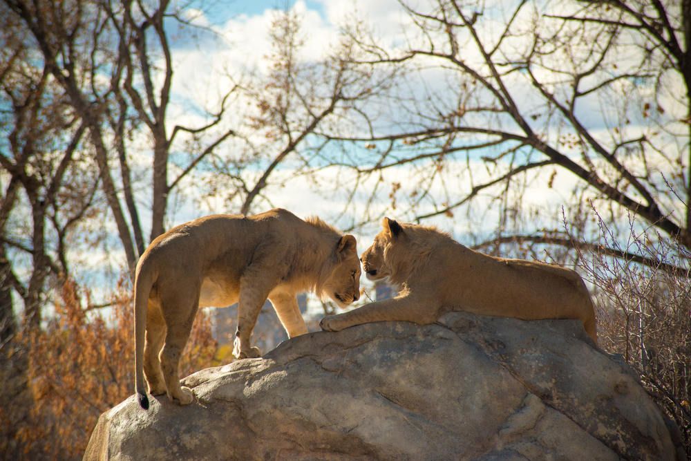 Brotherly Love
